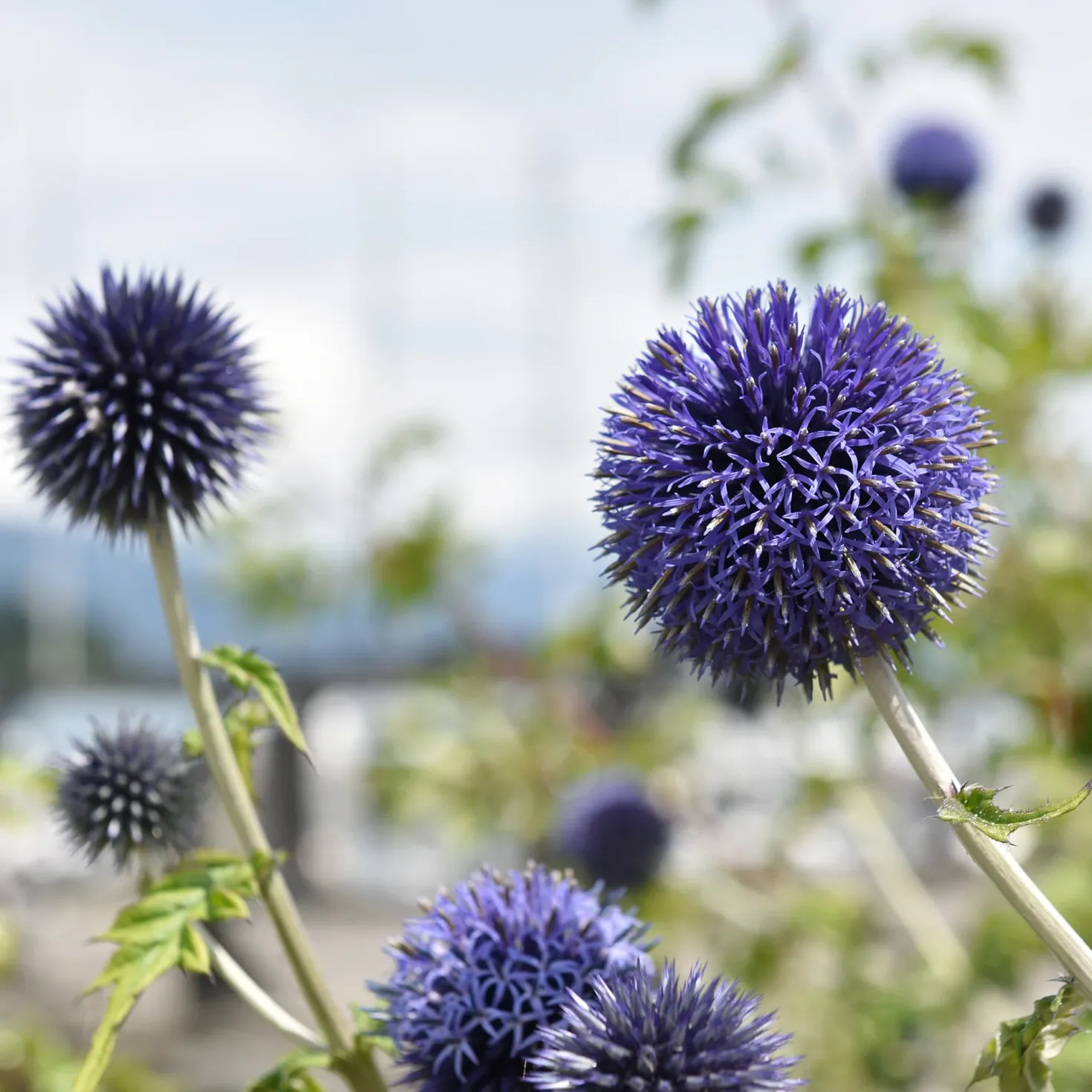 Kugeldistel Blue Globe - Blaue Kugeln, echter Blickfang