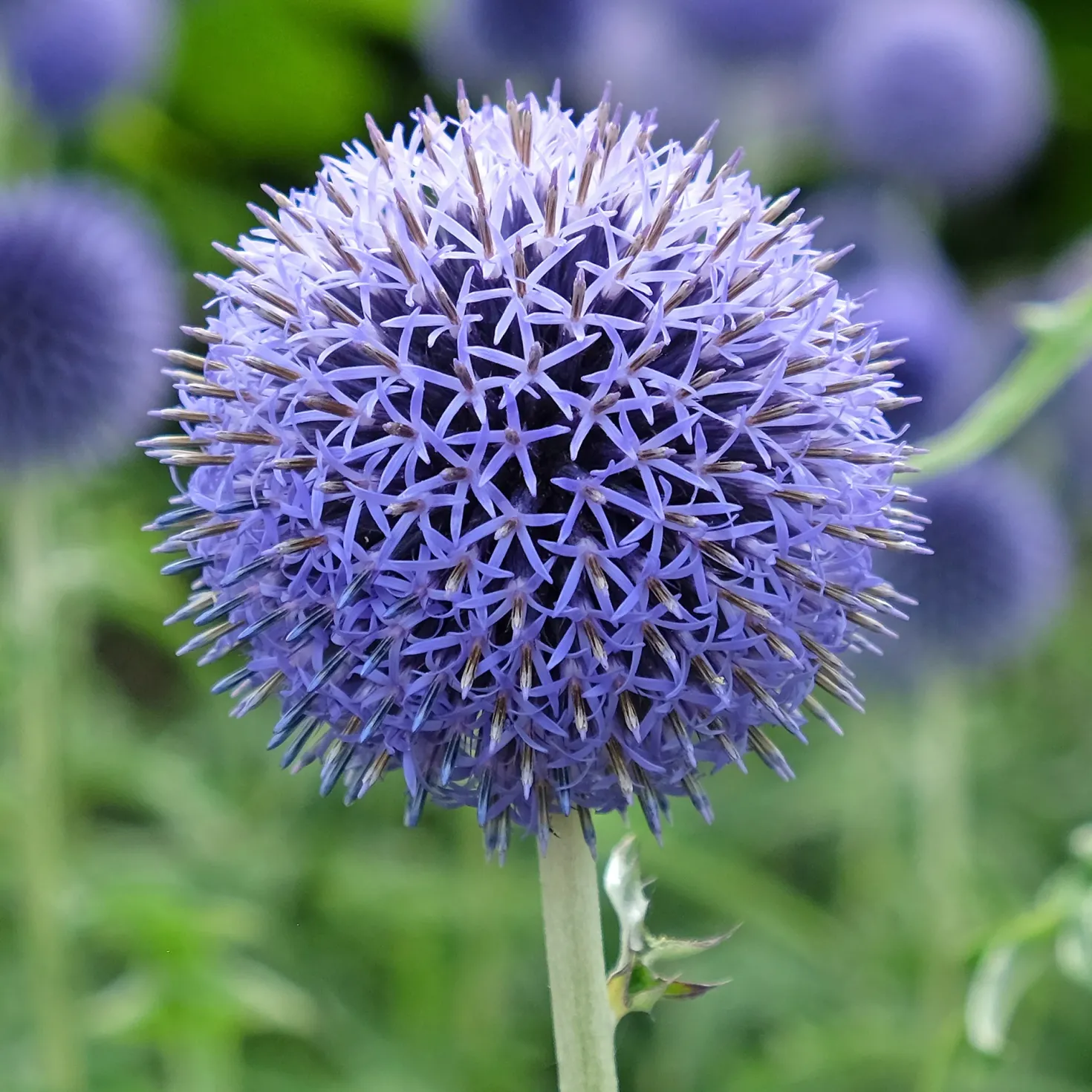 Kugeldistel Blue Globe - Blaue Kugeln, echter Blickfang