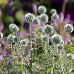 Kugeldistel Star Frost - Silberkugeln im Sommerbeet