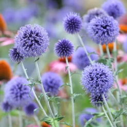 Kugeldistel ‘Veitch’s Blue’ - Stahlblaue Kugeln im Beet