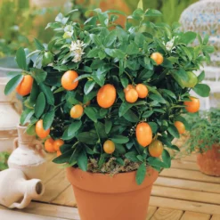 Kumquat - Zitrusfrüchte zum Reinbeißen