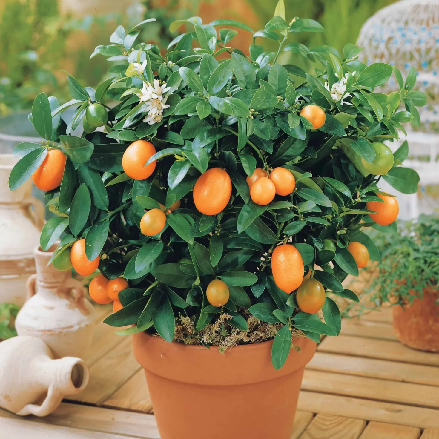 Kumquat - Zitrusfrüchte zum Reinbeißen