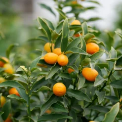 Kumquat - Zitrusfrüchte zum Reinbeißen