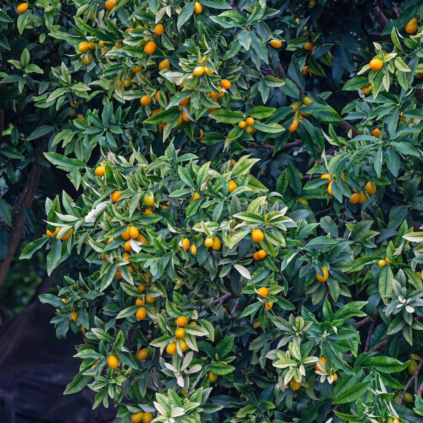 Kumquat - Zitrusfrüchte zum Reinbeißen