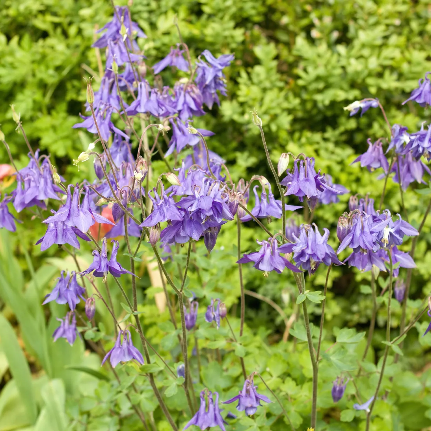 Kurzspornige Akelei - Elfenblüten für Ihr Beet
