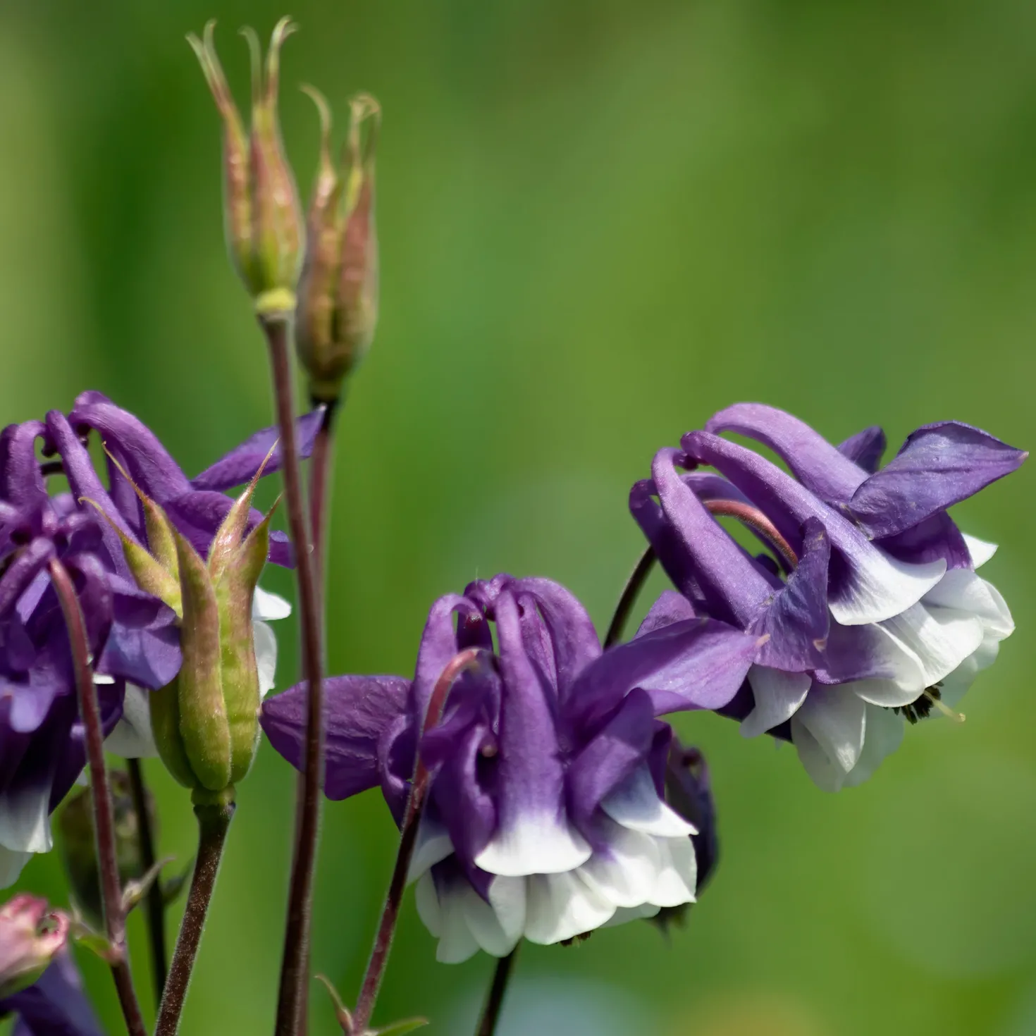 Kurzspornige Akelei Winky Blau-Weiß - Zweifarbige Blüten ohne Aufwand