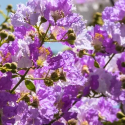 Lagerströmie ‘Lafayette’ - Sommerblüten wie Konfetti