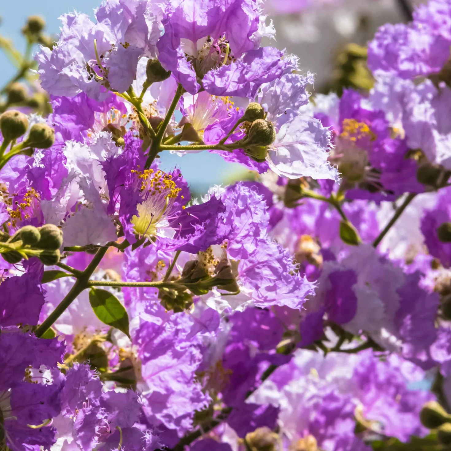 Lagerströmie ‘Lafayette’ - Sommerblüten wie Konfetti
