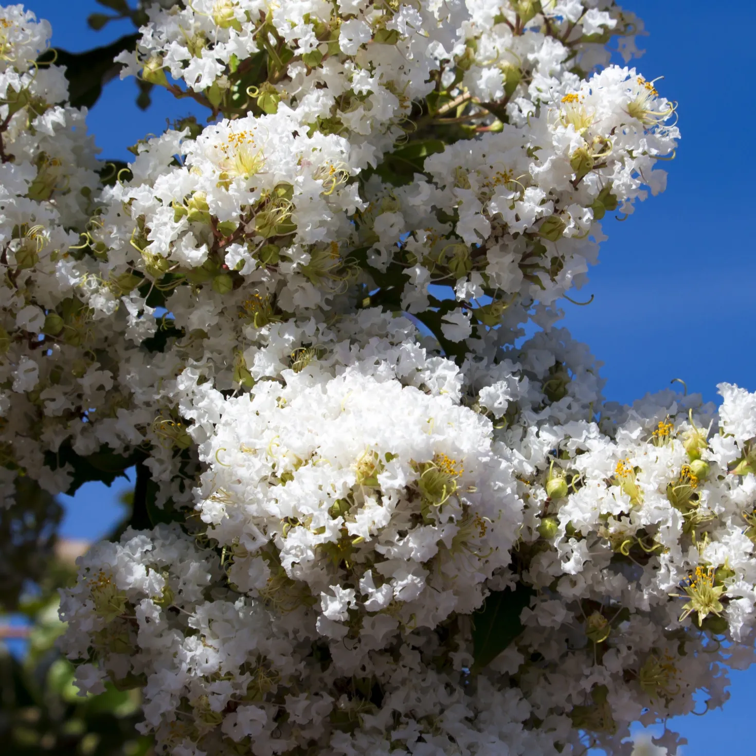 Lagerströmie ‘Neige d’Été’ - Weiße Blütenwolke den Sommer lang