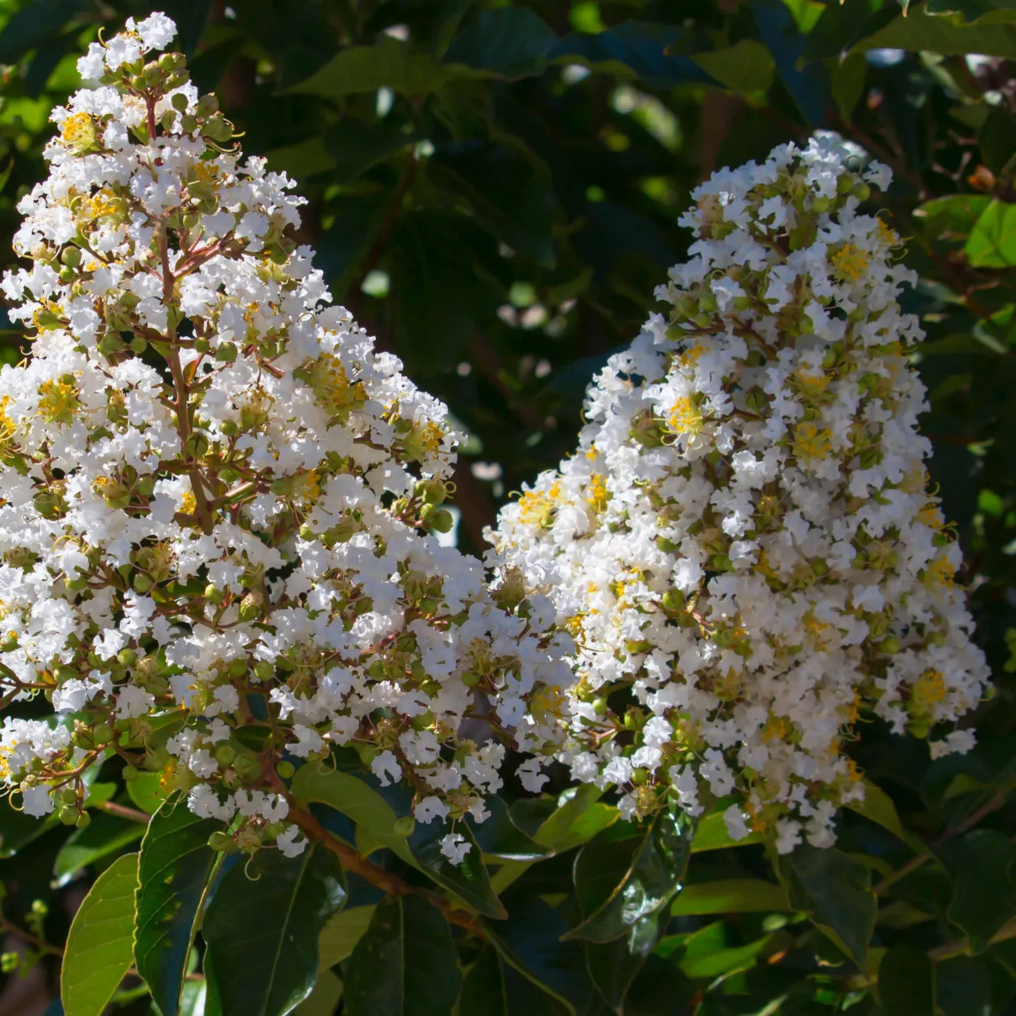 Lagerströmie ‘Neige d’Été’ - Weiße Blütenwolke den Sommer lang