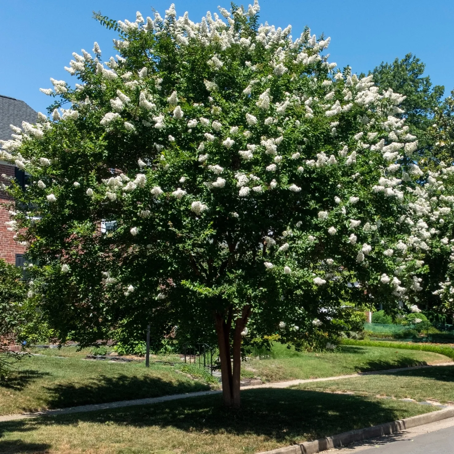 Lagerströmie ‘Neige d’Été’ - Weiße Blütenwolke den Sommer lang