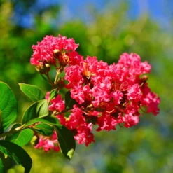 Lagerströmie ‘Red Imperator’ - Feuerrot den ganzen Sommer