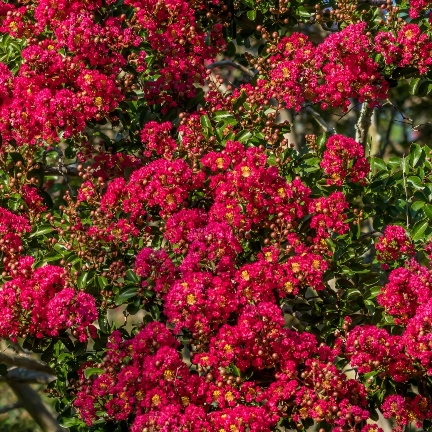 Lagerströmie ‘Red Imperator’ - Feuerrot den ganzen Sommer
