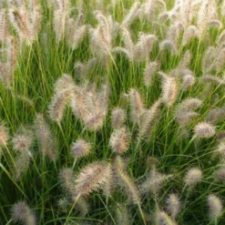 Lampenputzergras ‘Goldstrich’ - Goldene Wedel im Herbstlicht