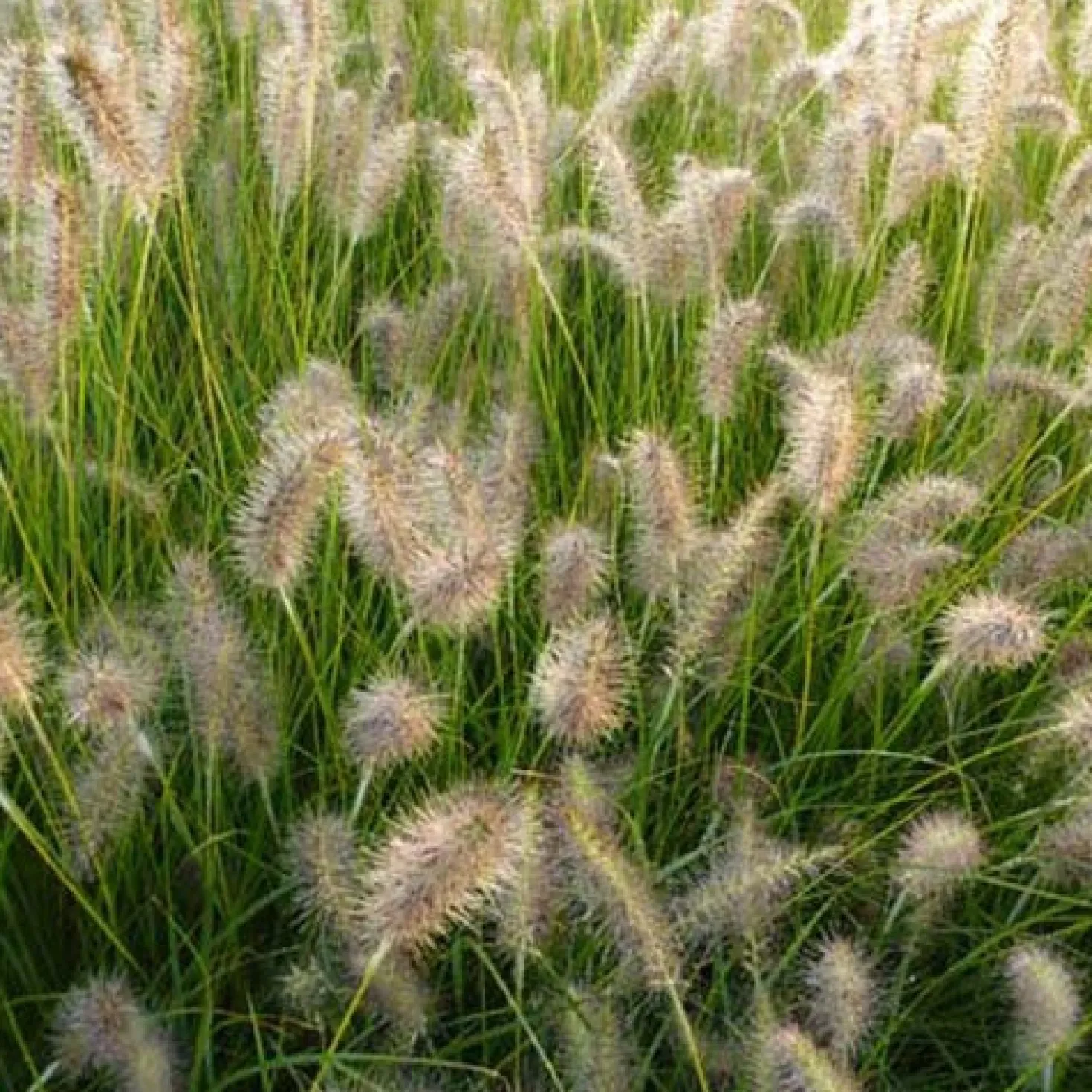 Lampenputzergras ‘Goldstrich’ - Goldene Wedel im Herbstlicht