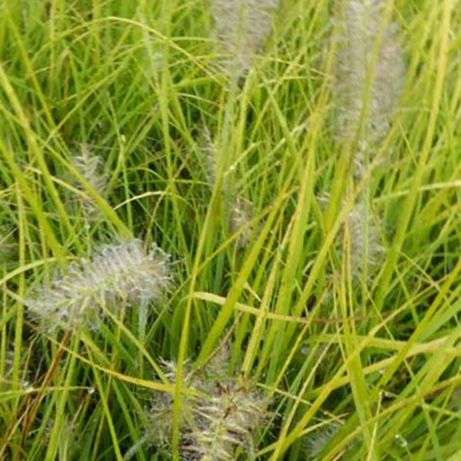 Lampenputzergras ‘Jommenik’ - Kompaktes Gras, große Wirkung
