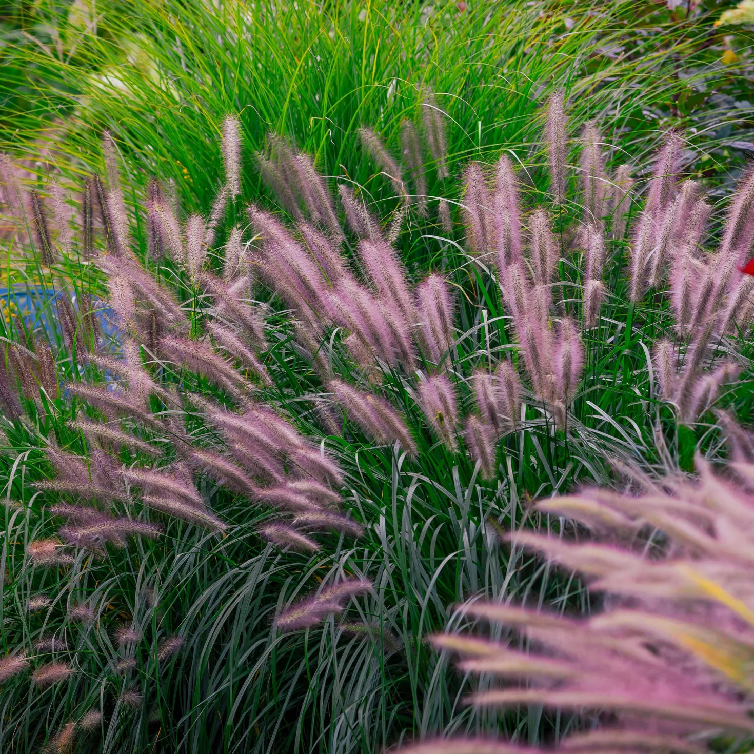 Lampenputzergras ‘Red Head’ - Rote Federn im Herbstgarten