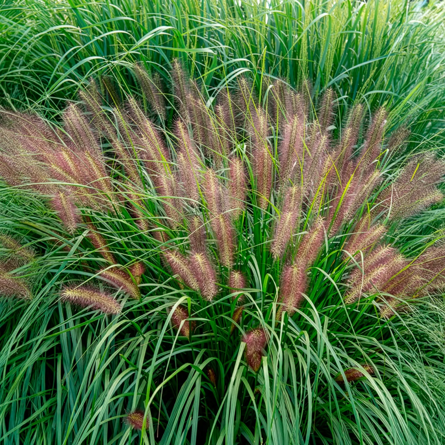 Lampenputzergras ‘Red Head’ - Rote Federn im Herbstgarten