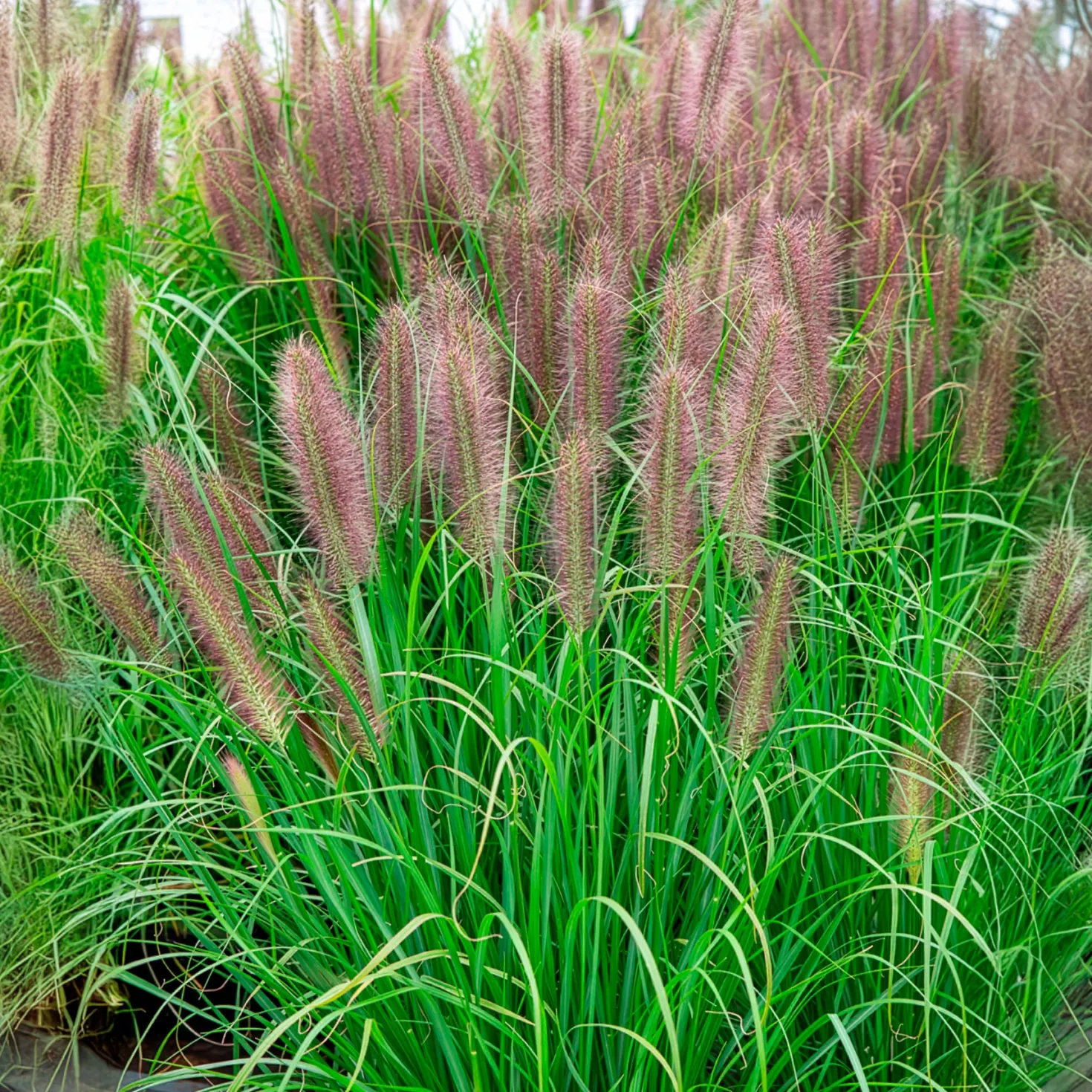 Lampenputzergras ‘Red Head’ - Rote Federn im Herbstgarten