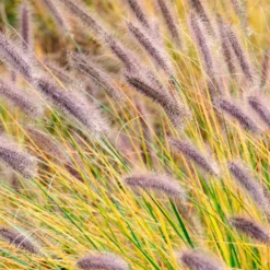 Lampenputzergras ‘Viridescens’ - Federweiche Blüten im Beet