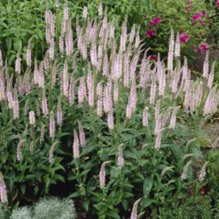 Langblättriger Ehrenpreis 'Pink Damask' - Rosa Blütenkerzen den ganzen Sommer