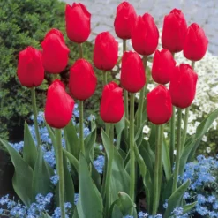 Langstielige rote Tulpen (x5) - Rote Blüten am langen Stiel
