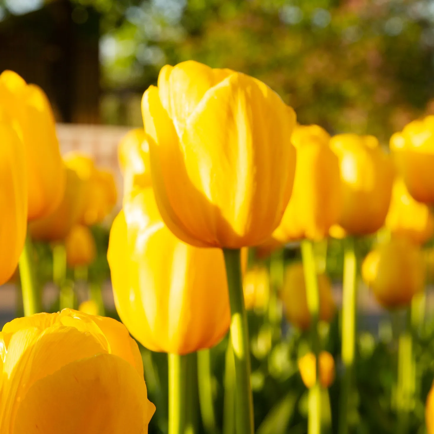 Langstielige Tulpe gelb (x5) - Leuchtend gelb, kinderleicht