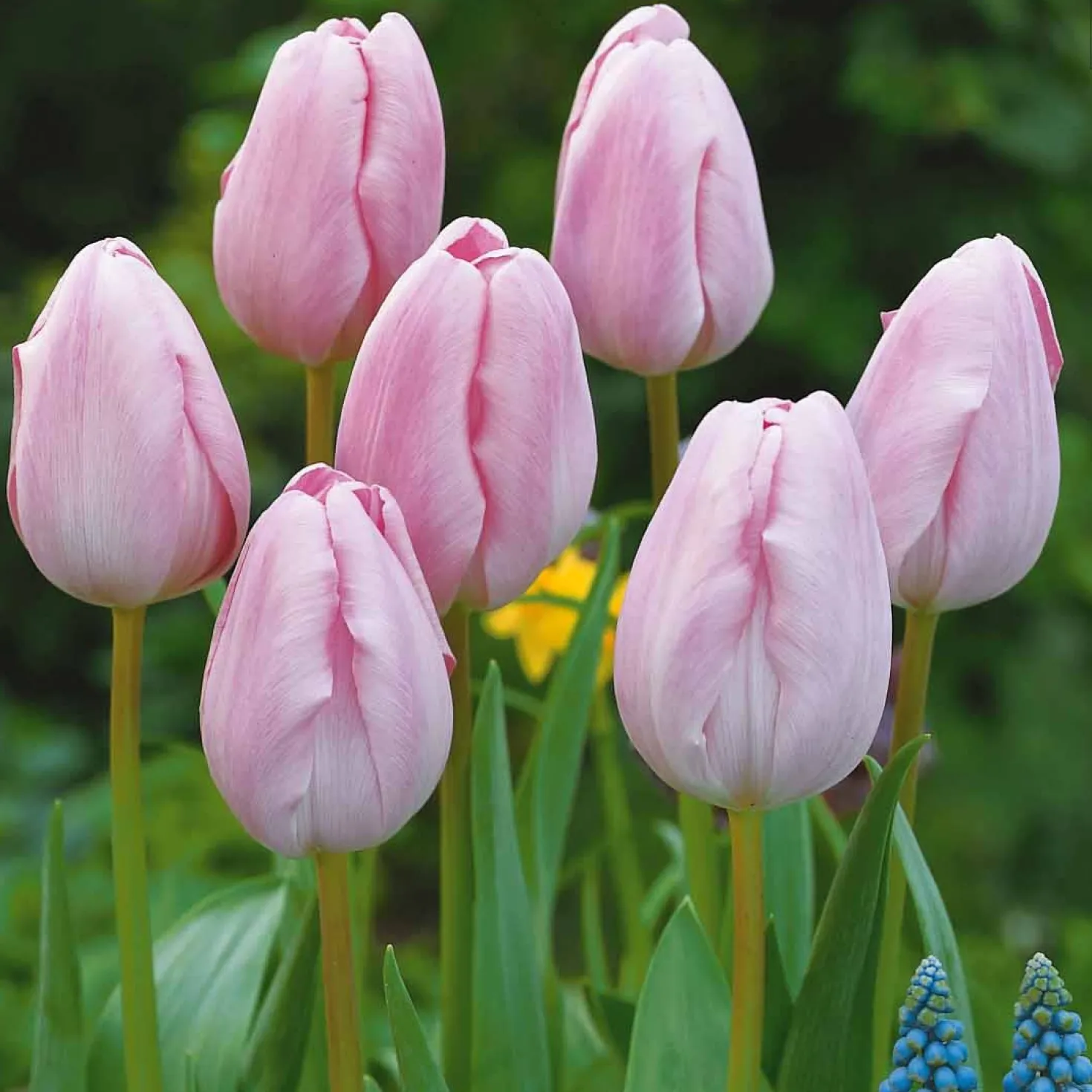 Langstielige Tulpen-Kollektion (x20) - Lange Stiele, große Sträuße