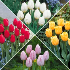Langstielige Tulpen-Kollektion (x20) - Lange Stiele, große Sträuße