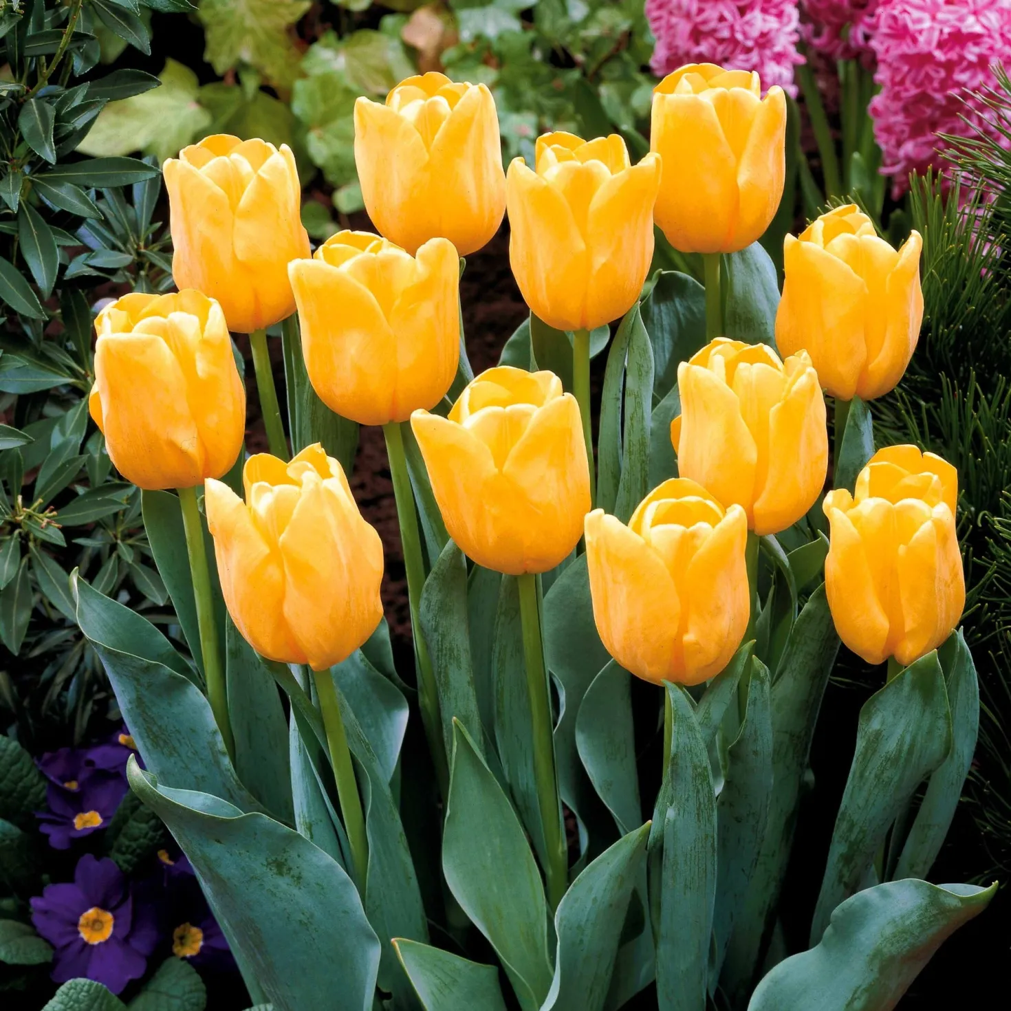 Langstielige Tulpen-Kollektion (x20) - Lange Stiele, große Sträuße