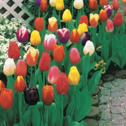 Langstielige Tulpen Mischung - Lange Stiele, große Wirkung