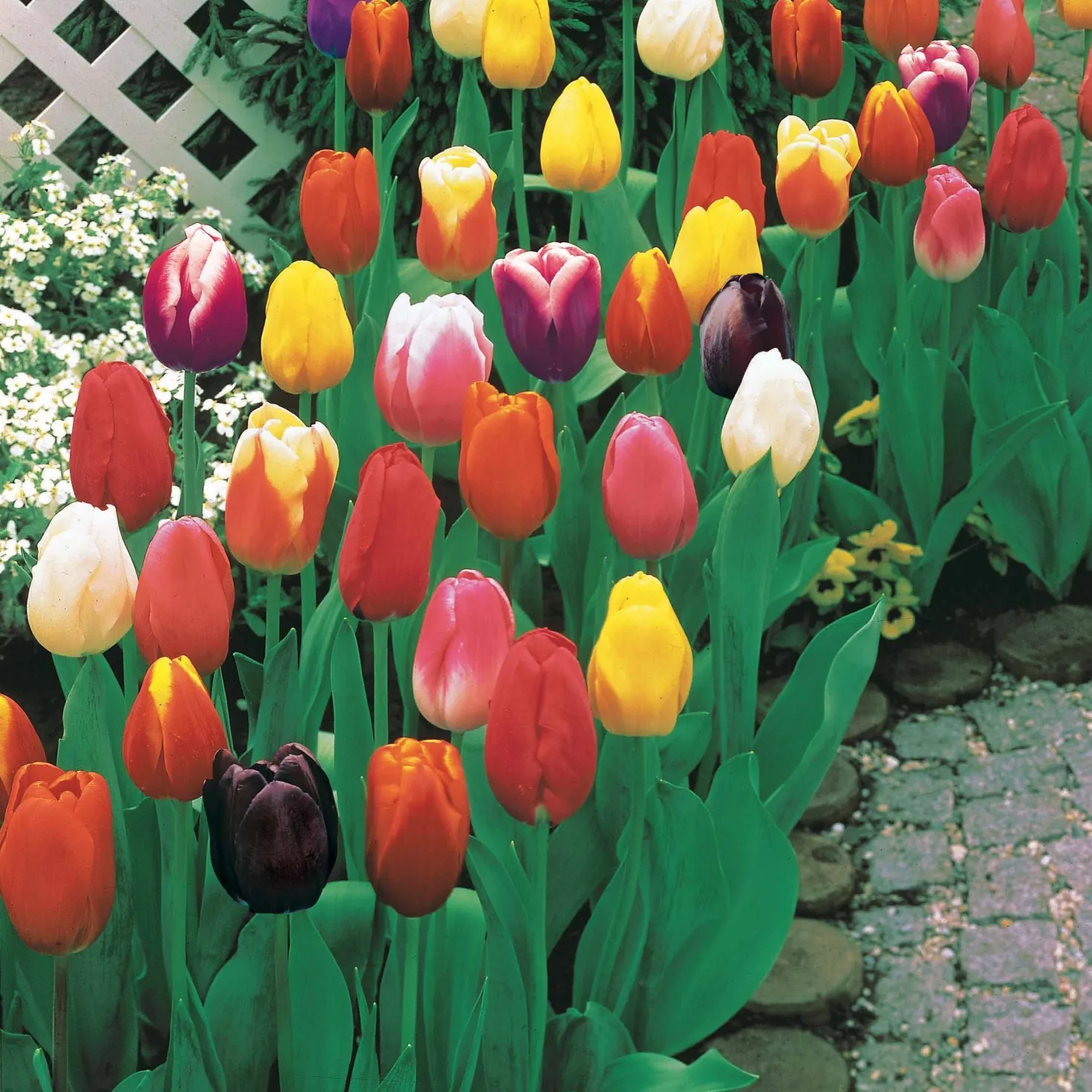 Langstielige Tulpen Mischung - Lange Stiele, große Wirkung