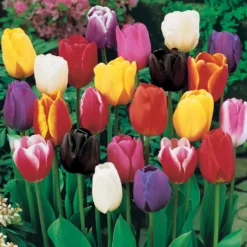 Langstielige Tulpen Mischung - Lange Stiele, große Wirkung