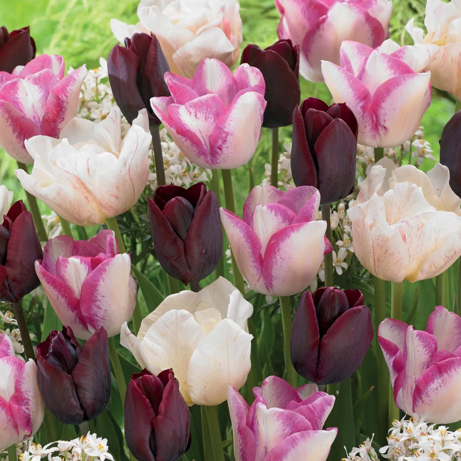 Langstielige Tulpen Mischung (x15) - Lange Stiele für volle Vasen