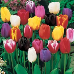 Langstielige Tulpen Mischung (x50) - Lange Stiele, große Wirkung