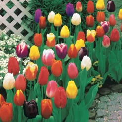 Langstielige Tulpen Mischung (x50) - Lange Stiele, große Wirkung