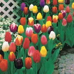 Langstielige Tulpen Mischung (x75) - Sträuße direkt aus dem Beet