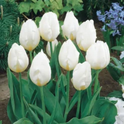 Langstielige Tulpe weiß (x5) - Elegante Höhe in Weiß
