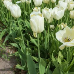 Langstielige Tulpe weiß (x5) - Elegante Höhe in Weiß