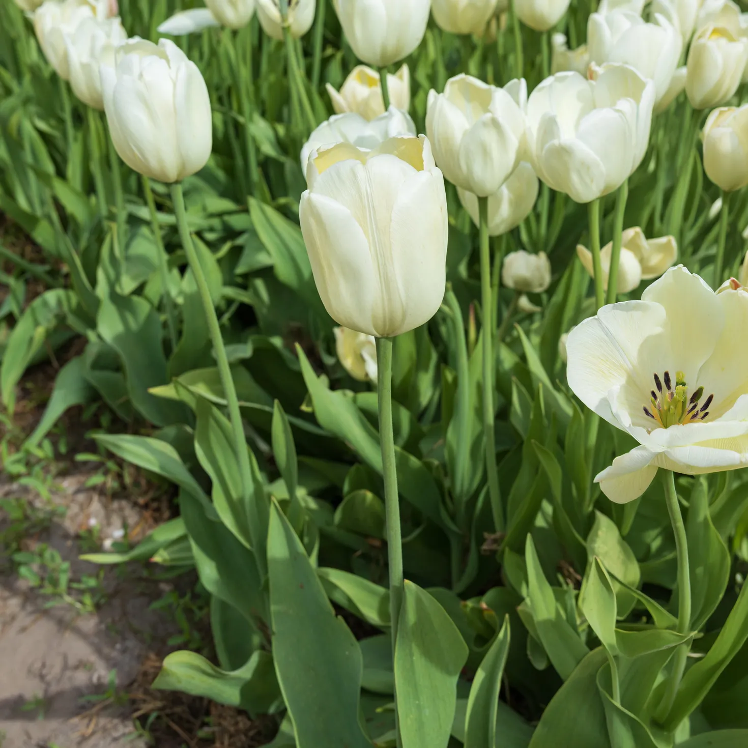 Langstielige Tulpe weiß (x5) - Elegante Höhe in Weiß
