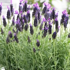 Lavendel 'Anouk' - Duftende Blüten den ganzen Sommer