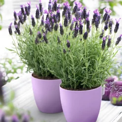 Lavendel 'Anouk' - Duftende Blüten den ganzen Sommer