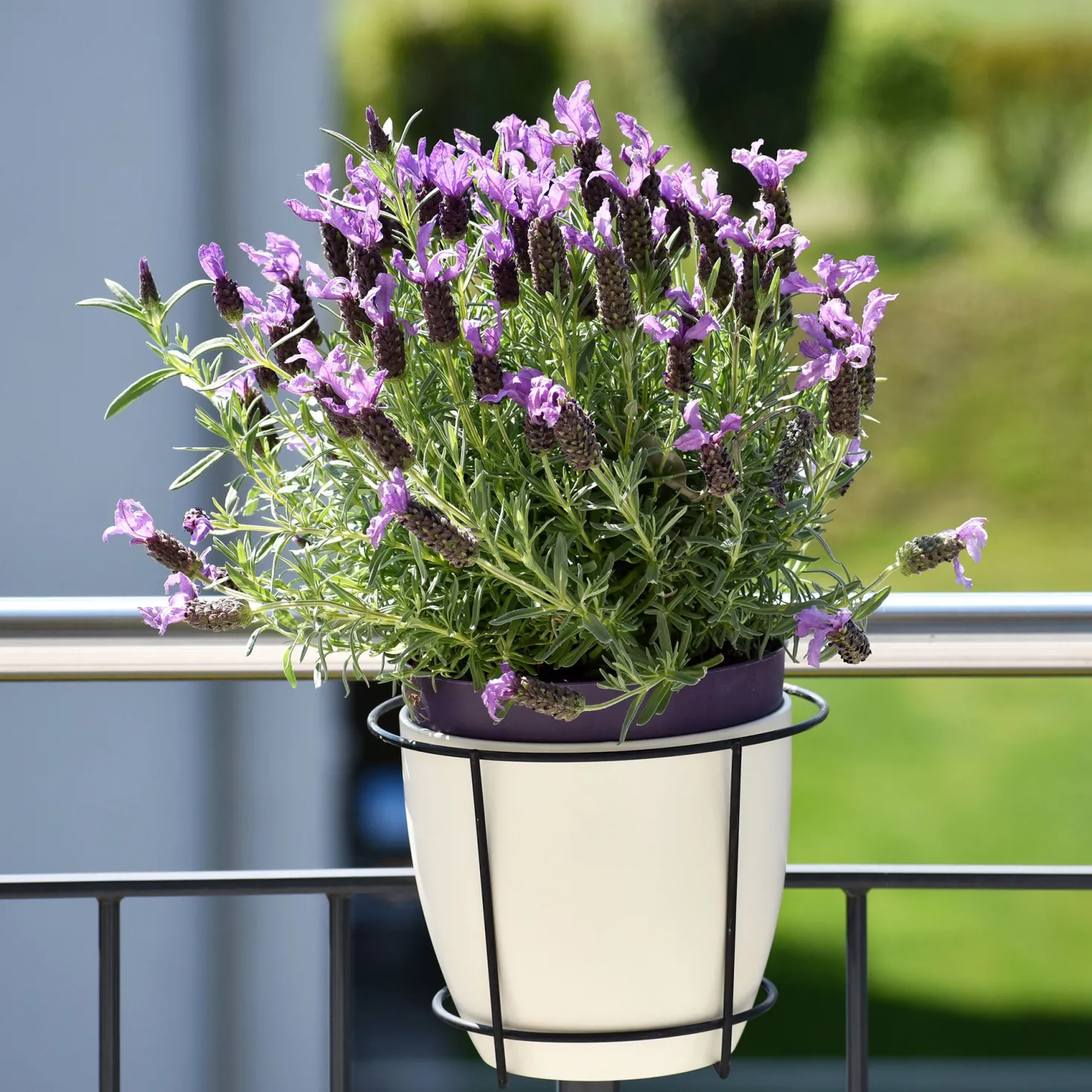 Lavendel 'Anouk' - Duftende Blüten den ganzen Sommer