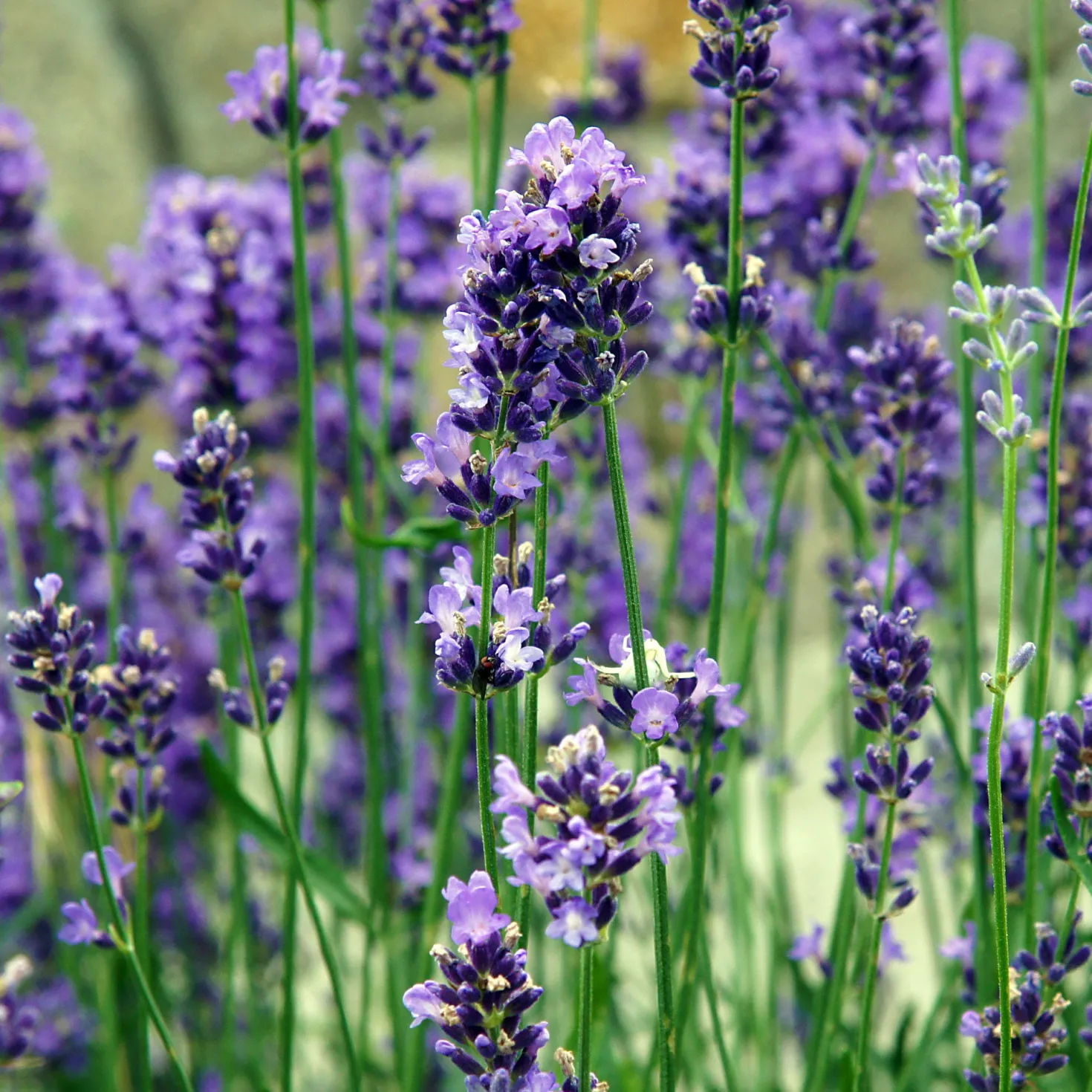 Lavendel Bio - Duft und Farbe im Nu