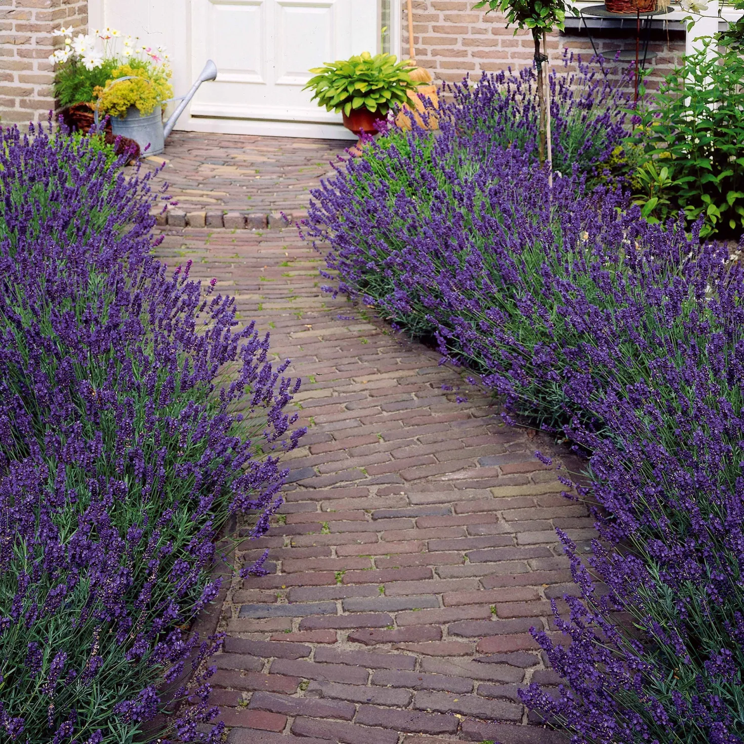 Lavendel blau (x2) - Duftende Blüten sofort
