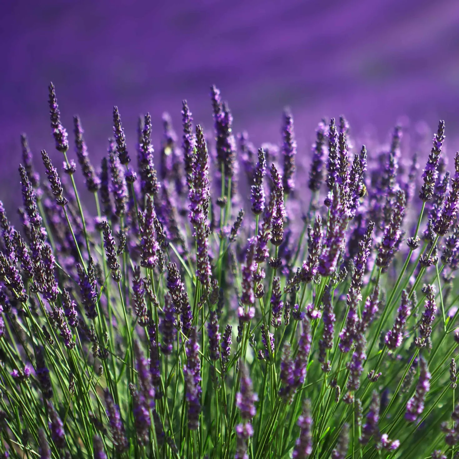 Lavendel blau (x2) - Duftende Blüten sofort