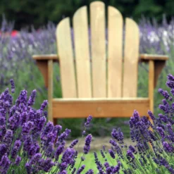 Lavendel blau (x2) - Duftende Blüten sofort