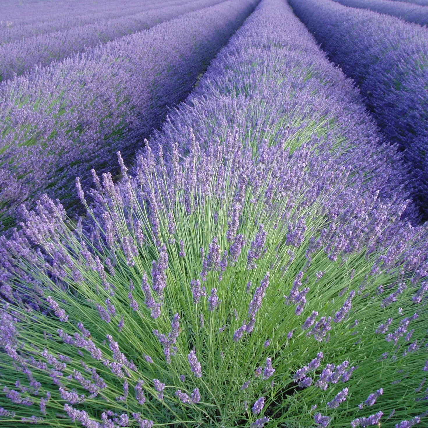 Lavendel - Duftende Blüten den ganzen Sommer