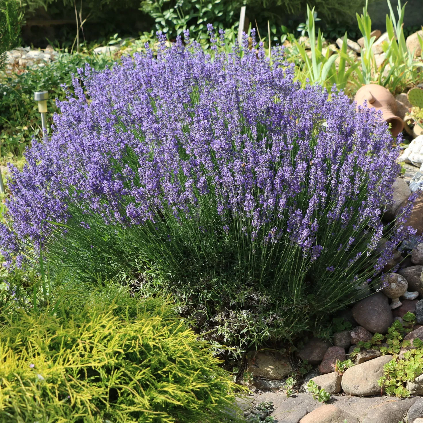 Lavendel - Duftende Blüten den ganzen Sommer