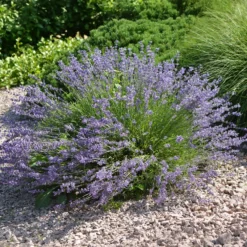 Lavendel Dutch - Duft und Blau den ganzen Sommer